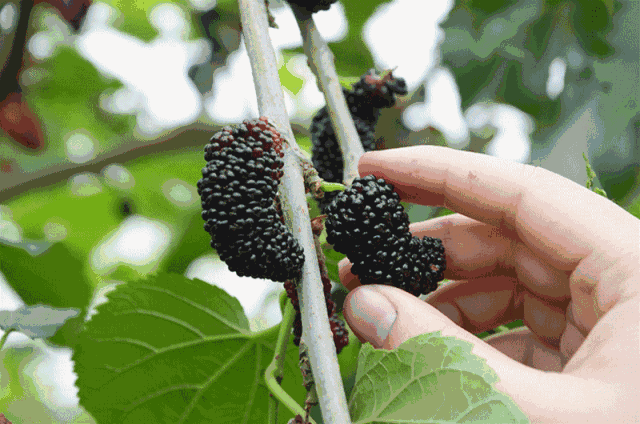 1618815392199601.gif 1.gif