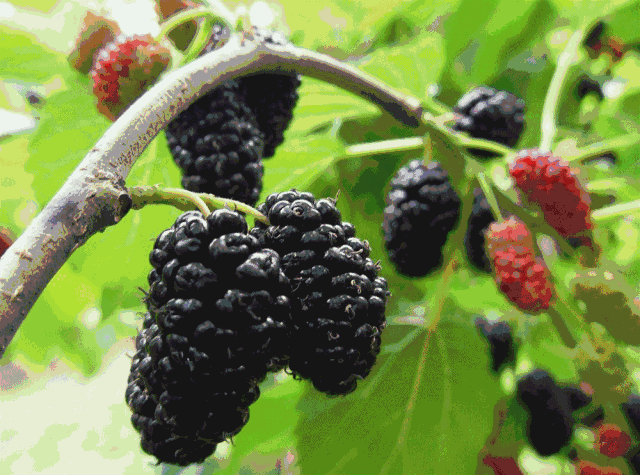 1618815431106836.gif 4.gif