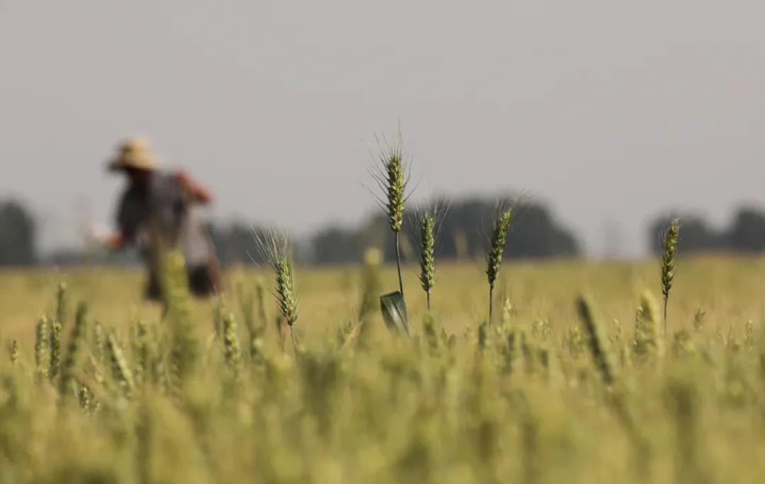 1621824199207599.jpg 1.jpg