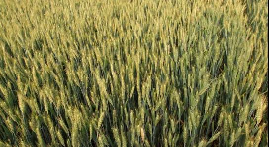 1621824206629616.jpg 2.jpg