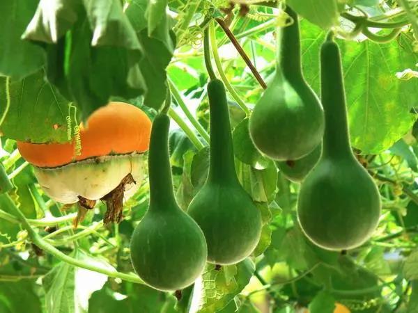 1622163961713688.jpg 9.jpg