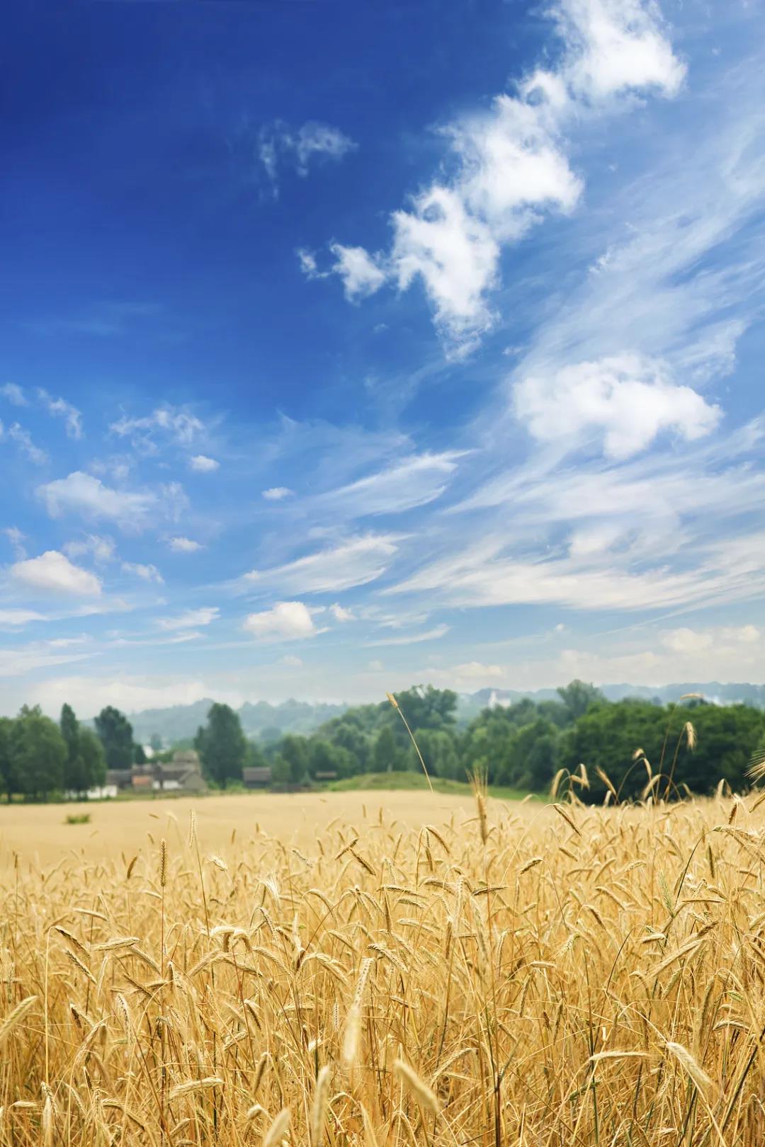 1623051449323091.jpg 3.jpg