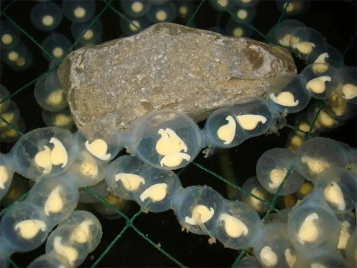 1728535655224987.jpg 43.jpg