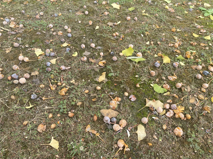 1729491708299362.jpg 008.jpg