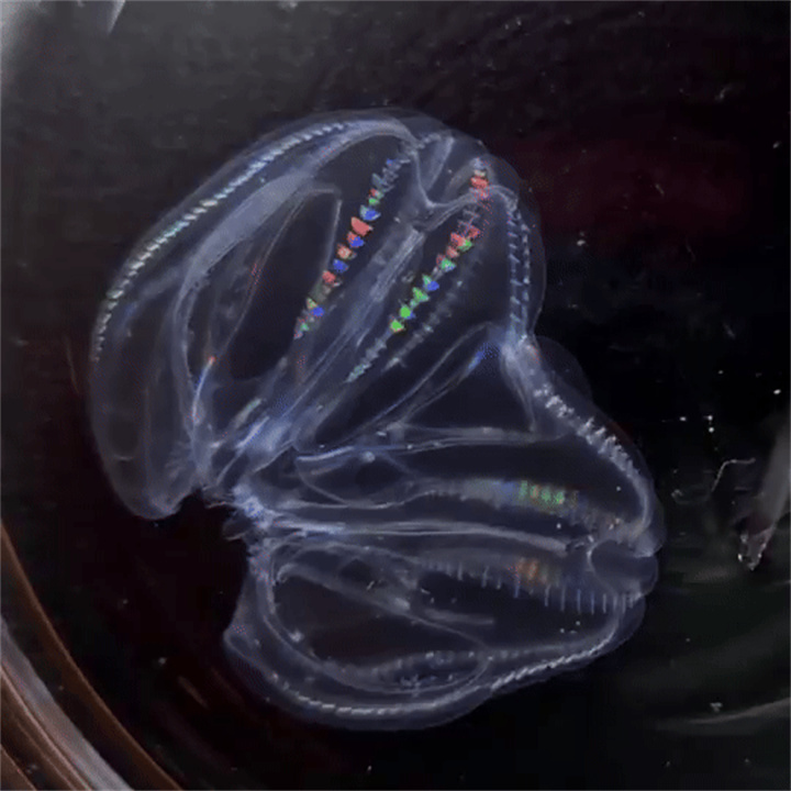 1729655899348292.jpg 33.jpg