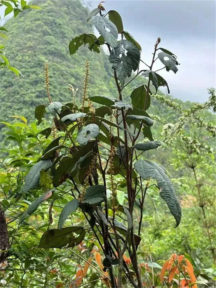 1731317475711114.jpg 387.jpg