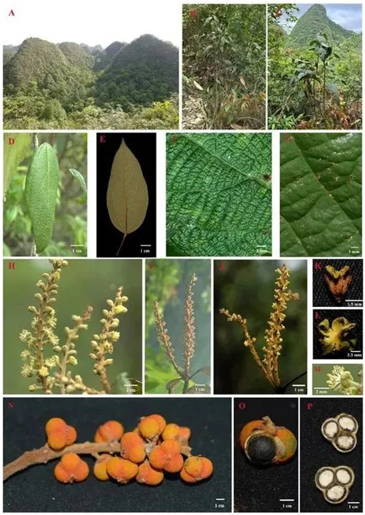 1731317485158503.jpg 388.jpg