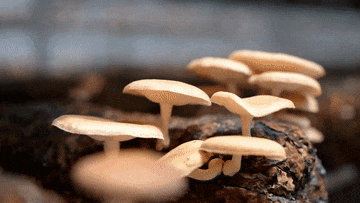 10.gif