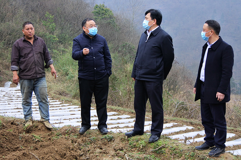 1582723277392973.jpg 图为陈达新在沙溪乡空山村查看产业结构调整情况.jpg