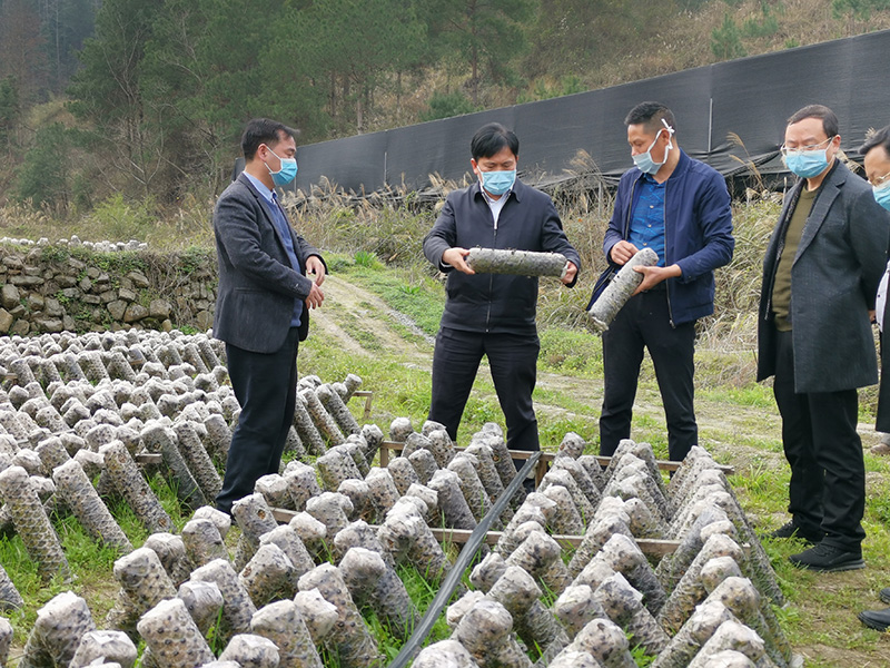 1582803122131758.jpg 图为在板溪镇坪底村春晖富民食用菌基地.jpg