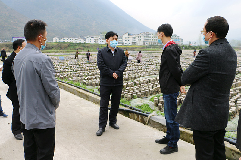 1582803207543316.jpg 图为在朗溪镇河西村食用菌基地.JPG