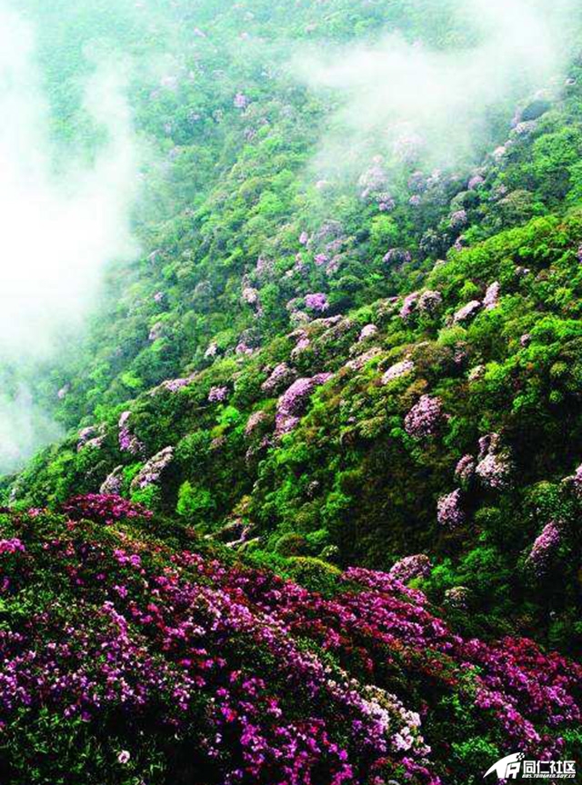 闻十里馨香看姹紫嫣红梵净山西麓杜鹃花开成海铜仁春天高调来袭