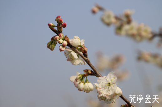 微信图片_20200227154954_副本.png