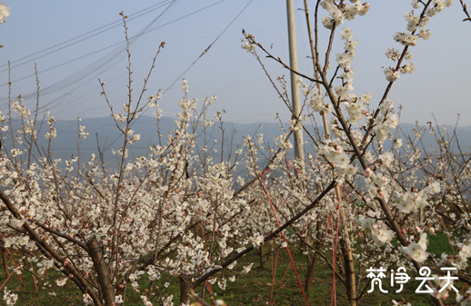 微信图片_20200227155004_副本.png