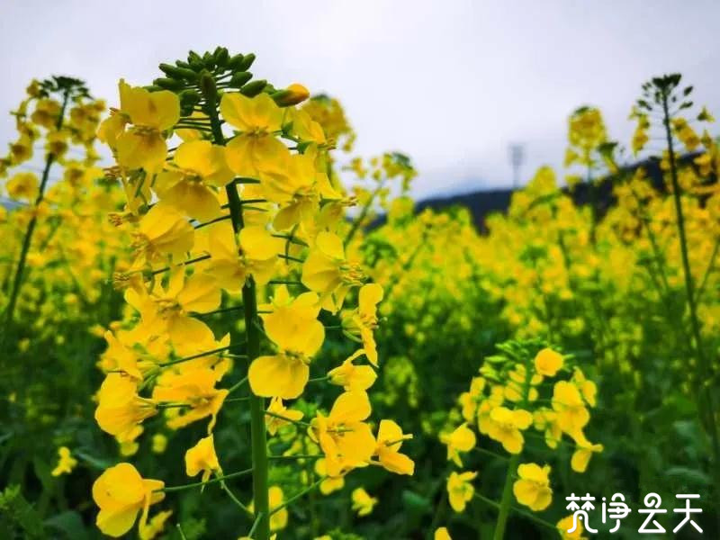 微信图片_20200308200125.jpg