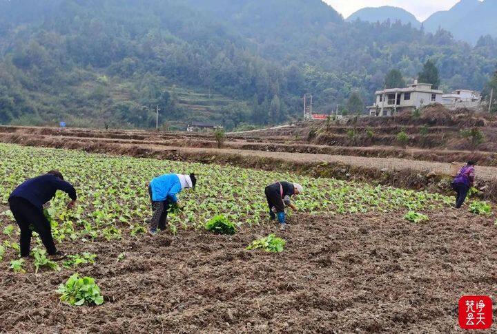 连日来,思南县兴隆乡各村产业基地,田间地头随处可见老百姓忙碌的身影