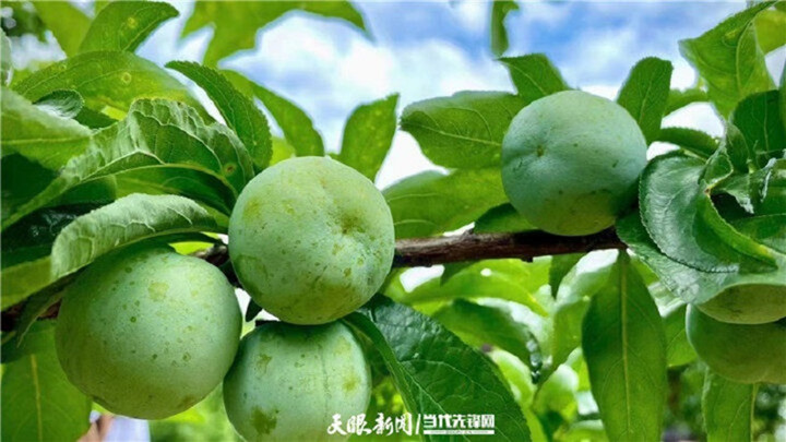1657610645169_8_副本.jpg