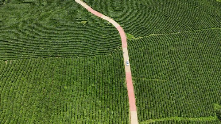 石阡县聚凤乡高原茶场.jpg