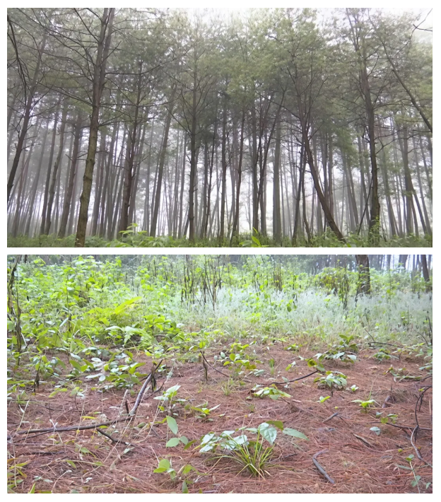 1762407706481037.png 44.png