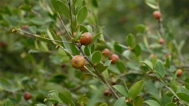 1762494046487072.png 01.webp.png