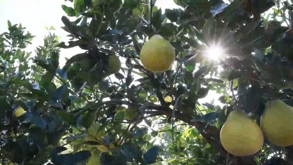 1762829790430080.jpg 1_看图王.jpg