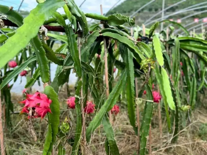 1763442899739408.png 02.webp.png