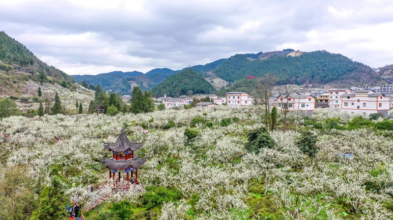 1764301458689606.jpg 5-.jpg