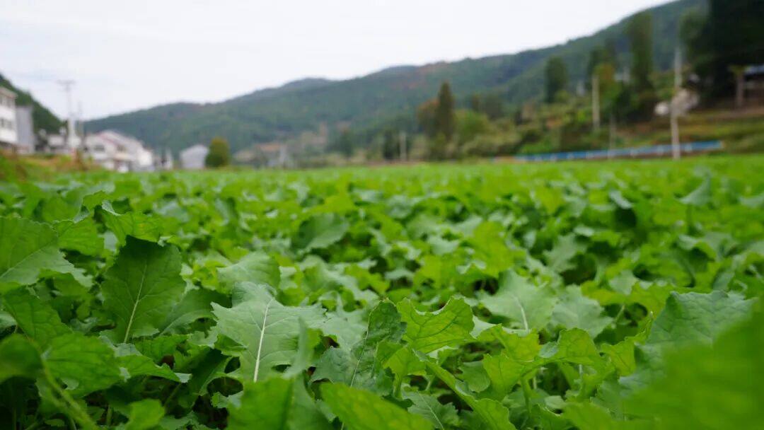 1765248000291905.jpg 4.jpg