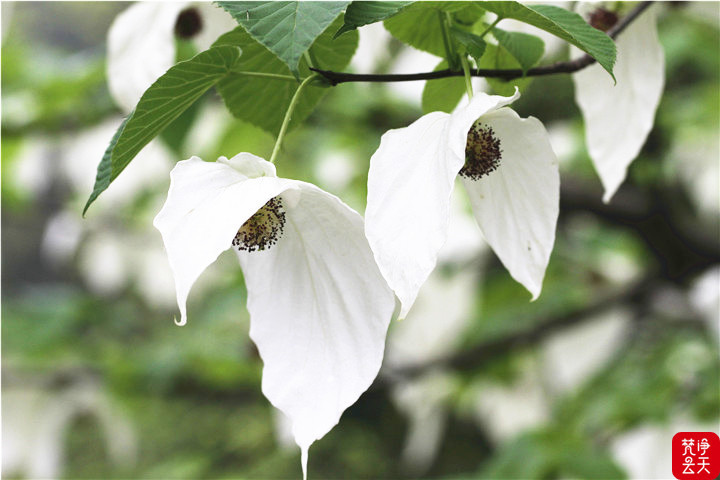 梵净山下鸽子花开引客来